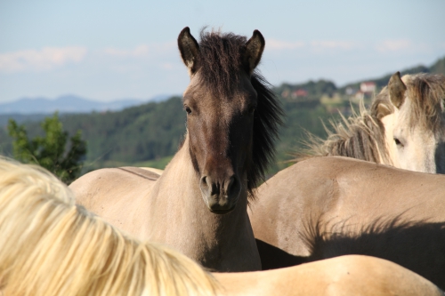 Первая тренировка в Австрии