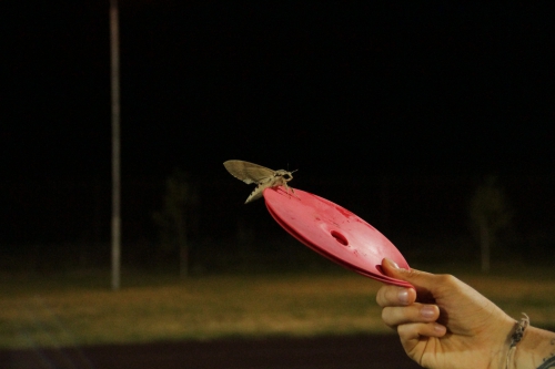 Тренировка в Грозном 16.07.2017