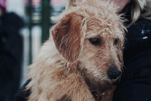 #Помогатьпросто. "Амкар" с бездомными собаками