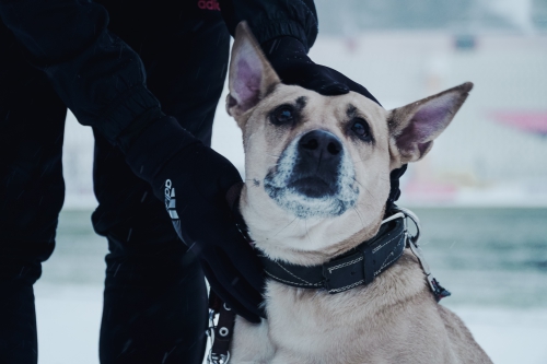 #Помогатьпросто. "Амкар" с бездомными собаками